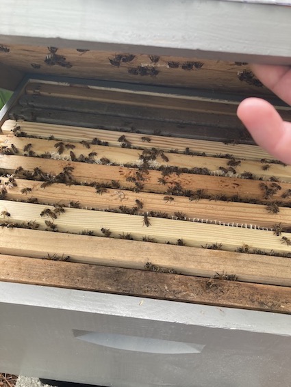 Inside a hive